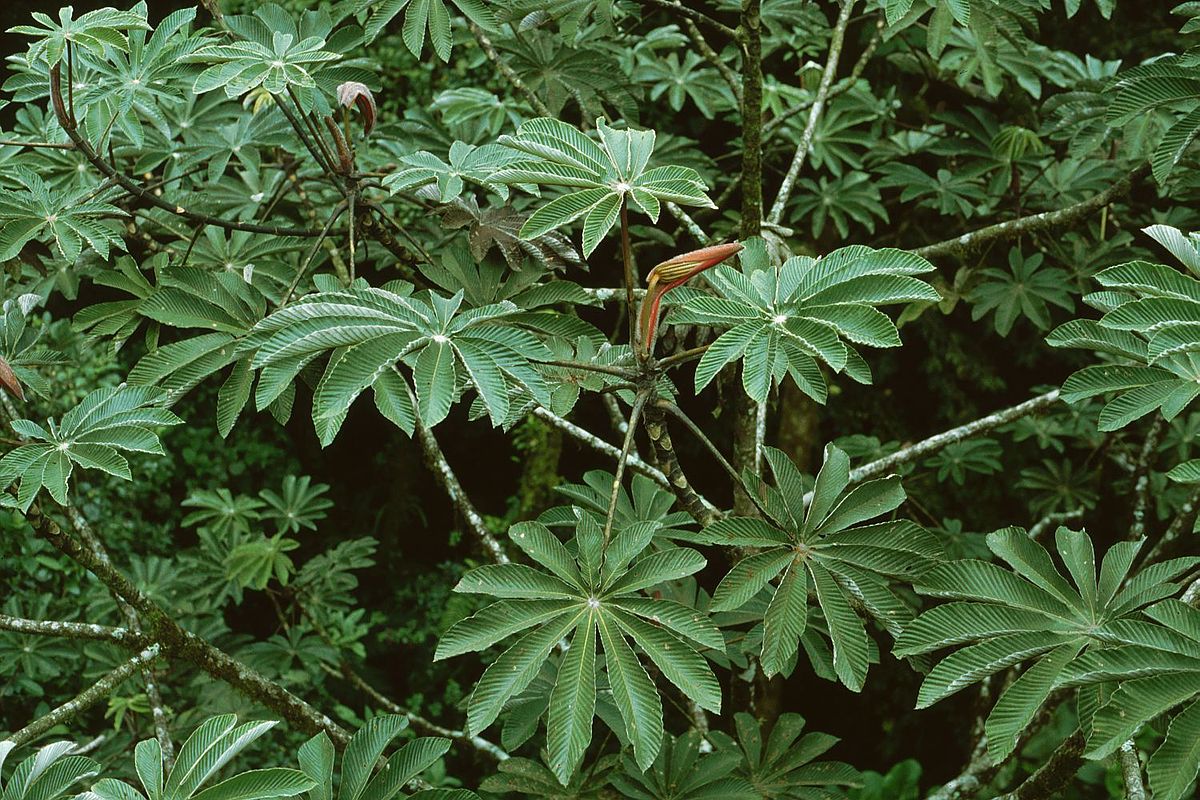 Embaúba-Cecropia-polyphlebia-miltonandrade
